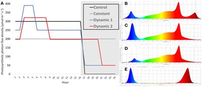 Tomato and mini-cucumber tolerance to photoperiodic injury involves photorespiration and the engagement of nighttime cyclic electron flow from dynamic LEDs